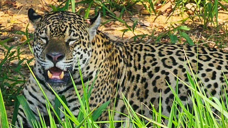 A jaguar yawning on the river bank