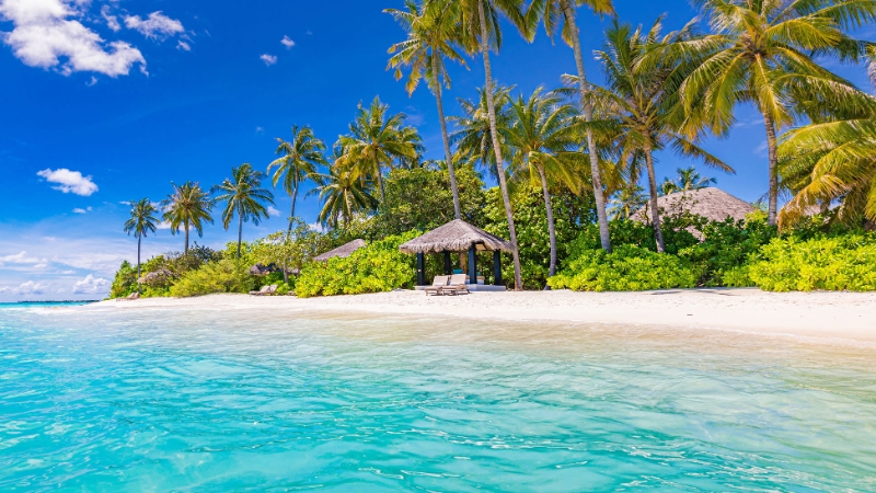 Beach Beds Palm Trees