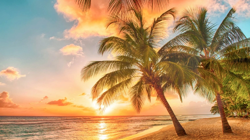 Sunset palmtree