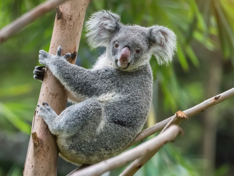 Lone Pine Koala Sanctuary
