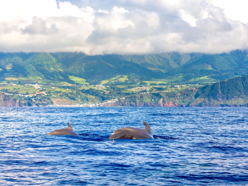 Whale and Dolphin Watching