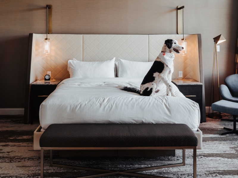 Pet Friendly Dog on Bed