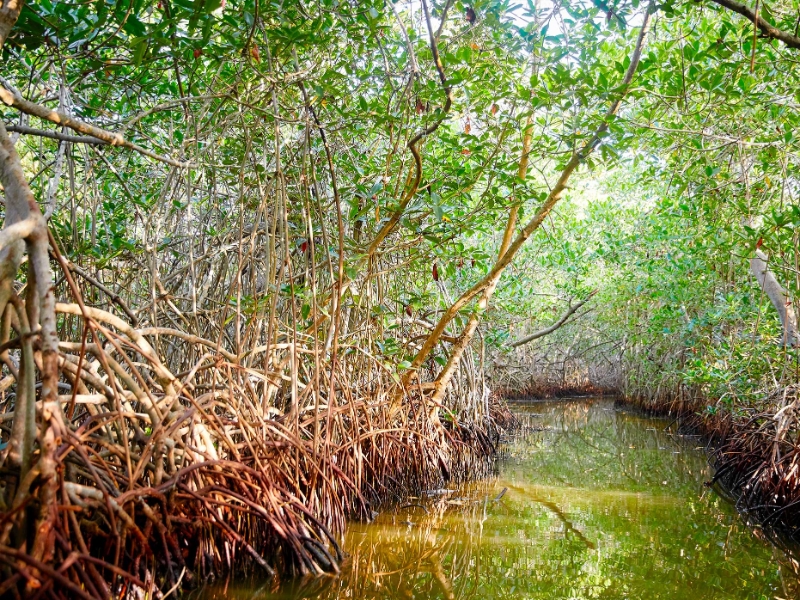 Mangroves in La Boquilla