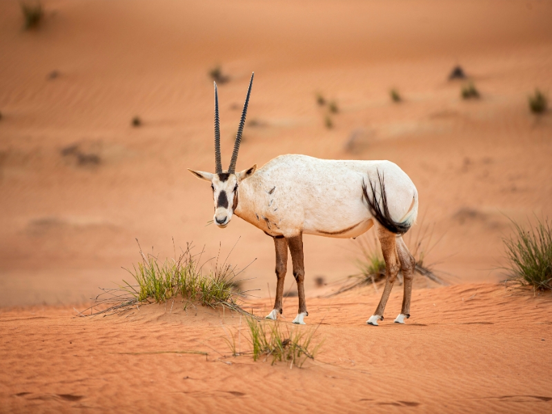 Dubai Desert Conservation Reserve