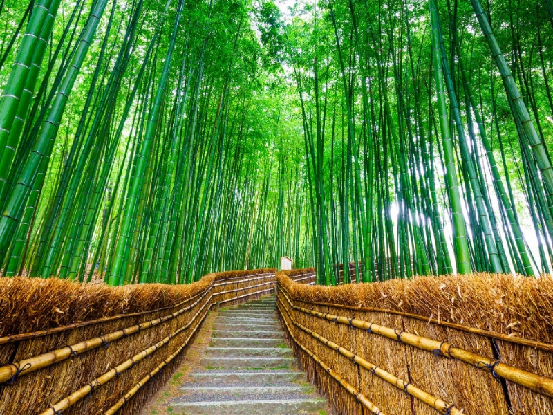 Arashiyama Bamboo Grove