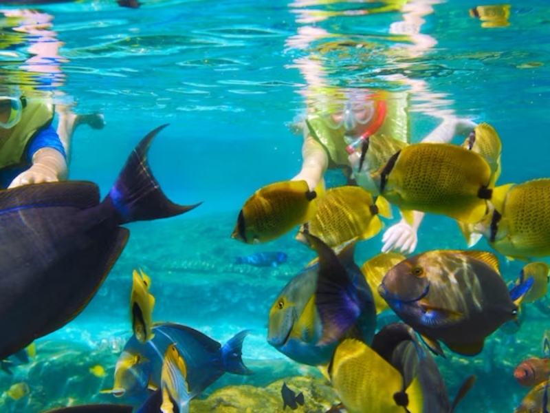 Rainbow Reef Detail Fish Kids