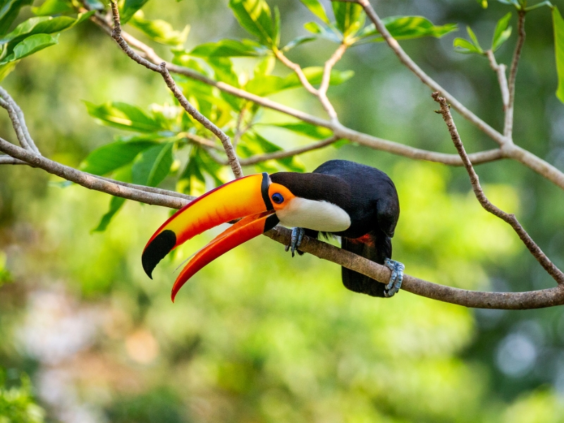 Toucan Brazil