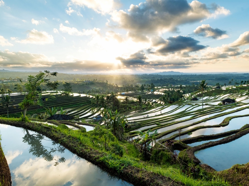 Rice Terraces