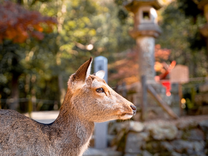 Nara Park