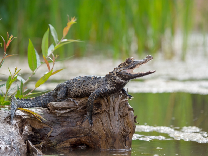 Jungle Ride Small Alligator