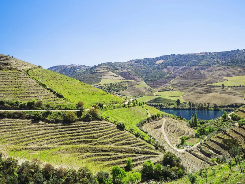 Douro Valley Vineyards