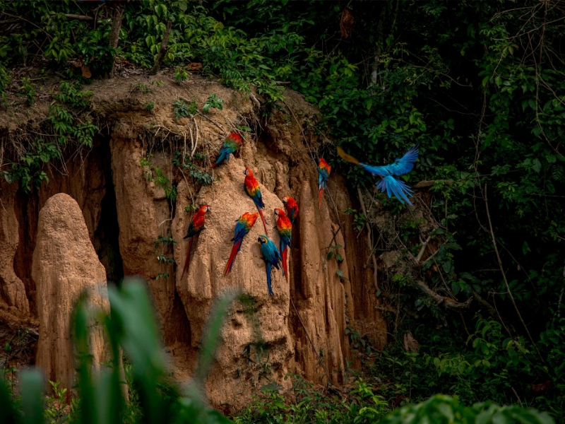 Tambopata National Reserve