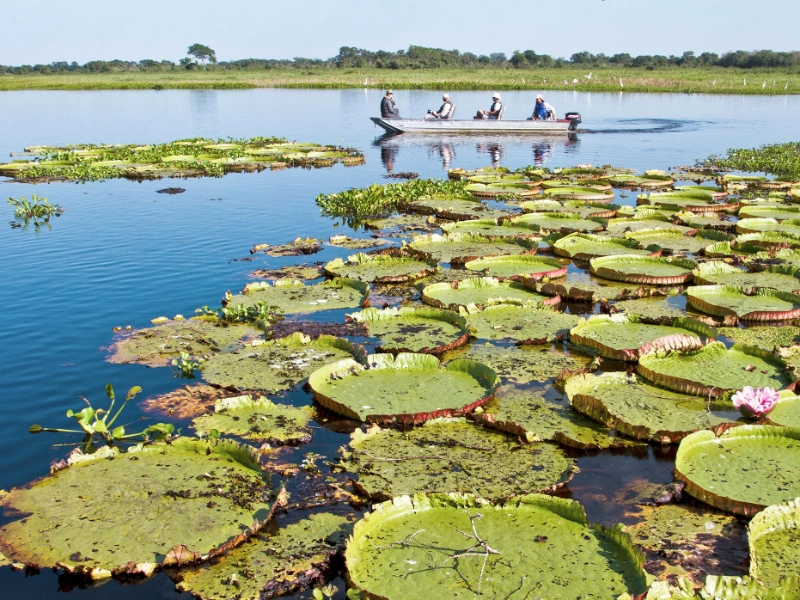 Pantanal