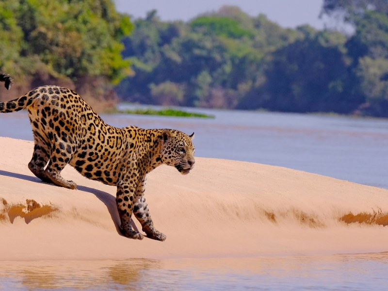 Jaguar Pantanal