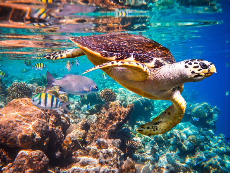 Sea Turtle Meeru Island Maldives