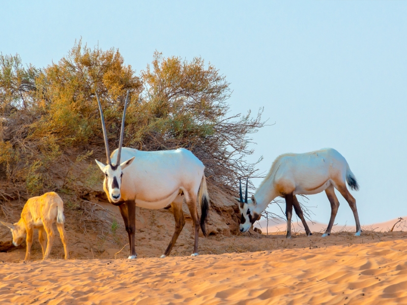 Arabian Oryx Dubai Desert Conservation Reserve