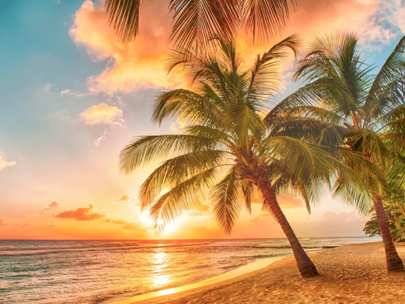 Sunset palmtree