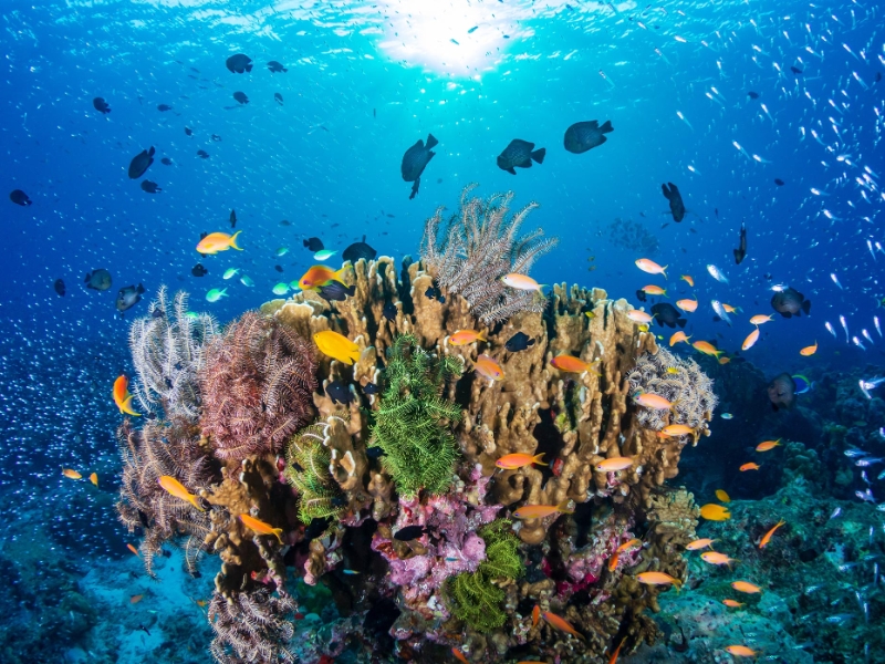Coral Reef Meeru Island Maldives