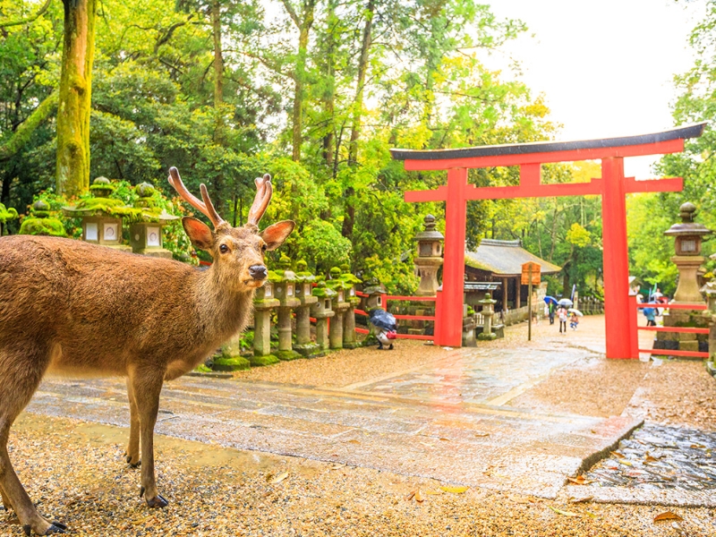 Kasuga Taisha