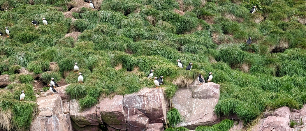 St Johns Newfoundland Puffins nesting on Gull Island