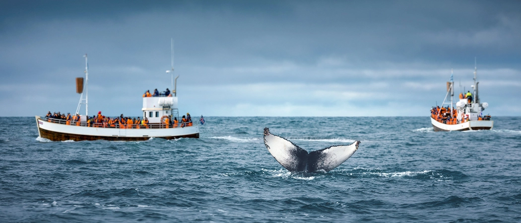 Husavik