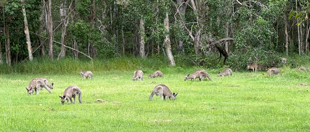 Australia Brisbane kangaroos wild